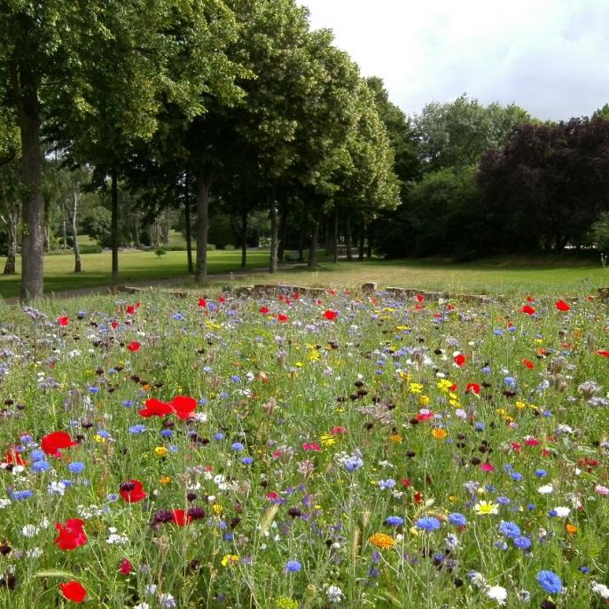 Citizens are invited to shape the future of parks across Dublin city