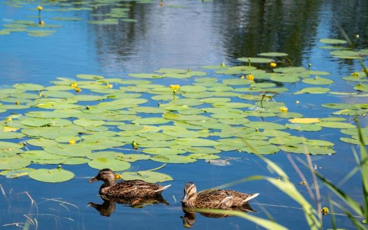 What does feeding ducks at parks have to do with biodiversity?